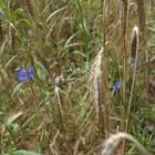 ein Bett im Kornfeld