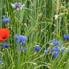 Ein Bett im Kornfeld