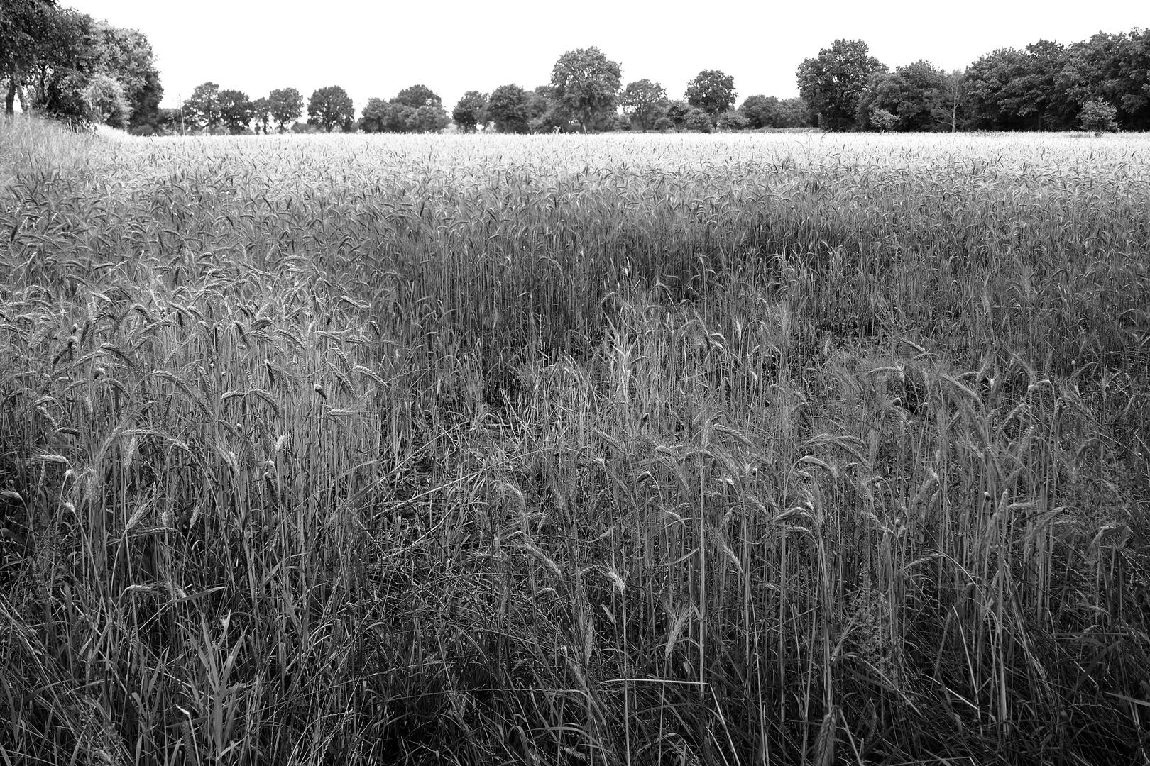 Ein Bett im Kornfeld…