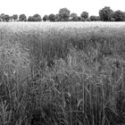 Ein Bett im Kornfeld…