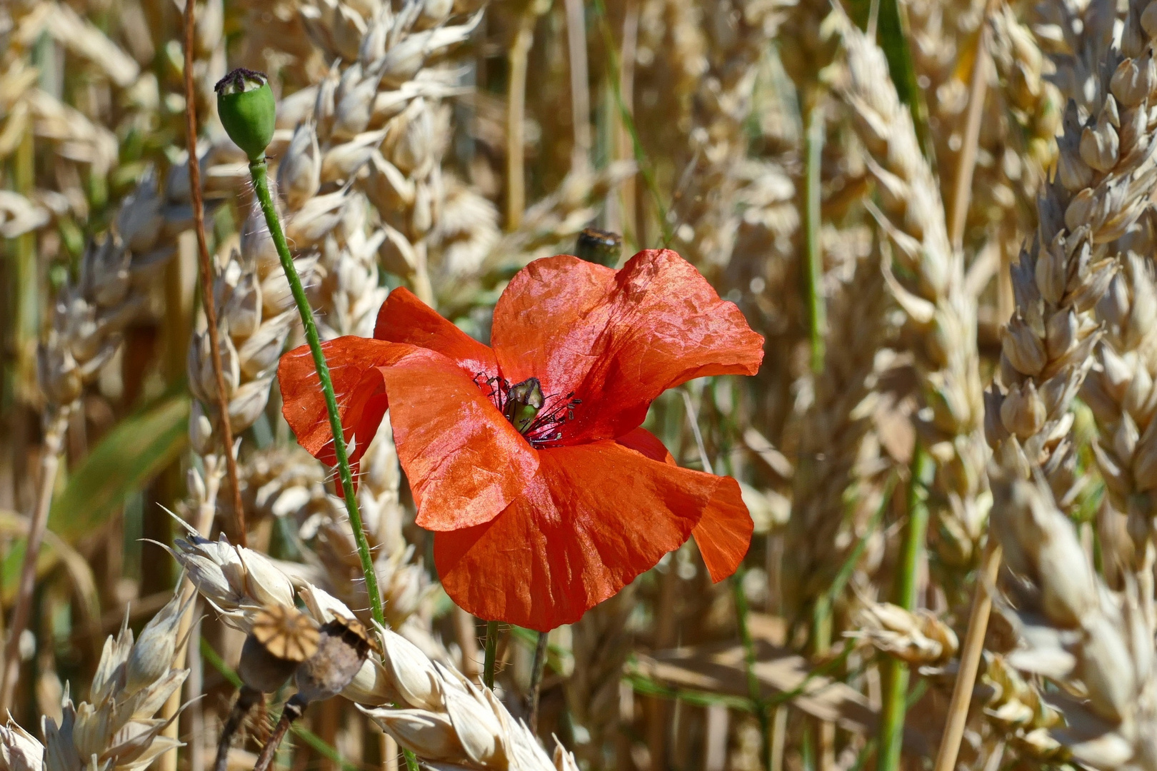 ein Bett im Kornfeld