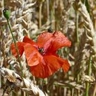 ein Bett im Kornfeld