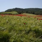 ....ein Bett im Kornfeld ....