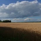 Ein Bett im Kornfeld