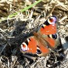 Ein Bett im Kornfeld