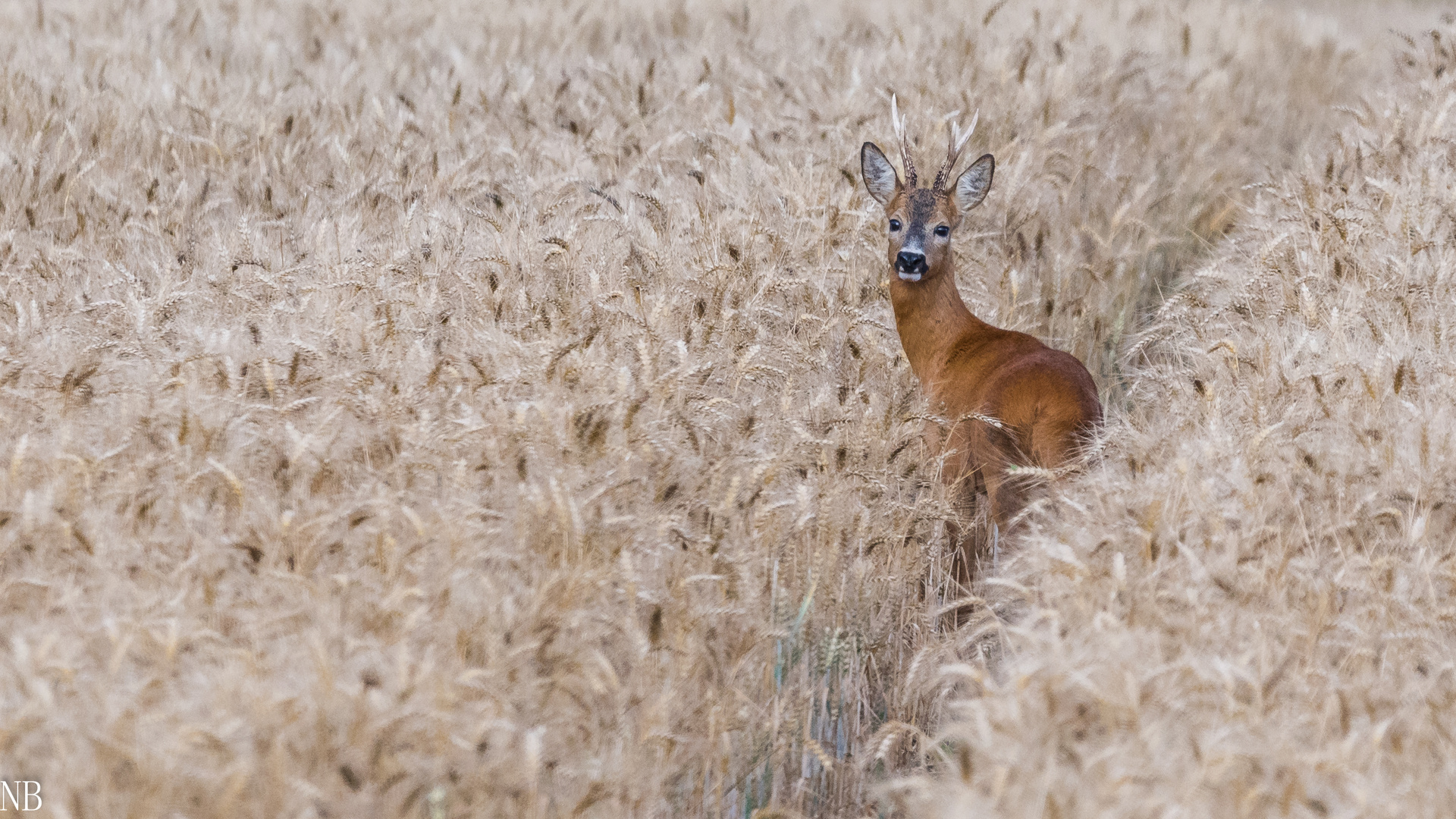 "Ein Bett im Kornfeld ......2023"