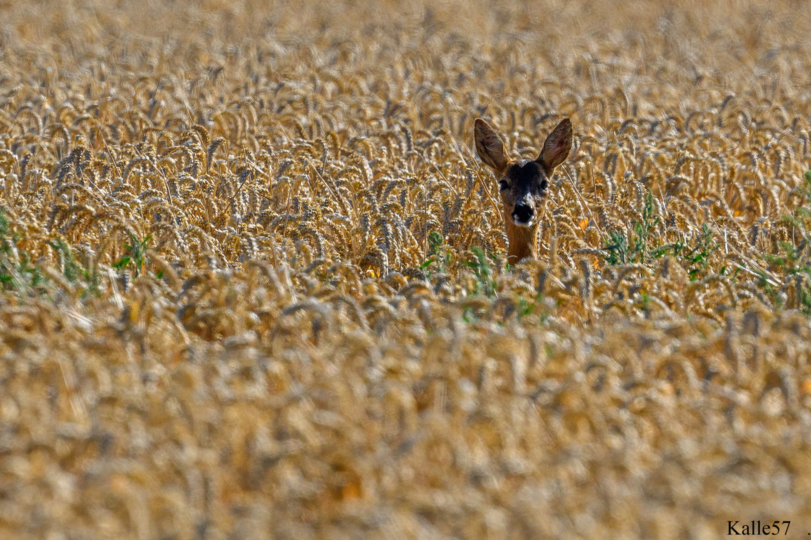 Ein Bett im Kornfeld....