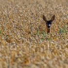 Ein Bett im Kornfeld....