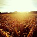 Ein Bett im Kornfeld..