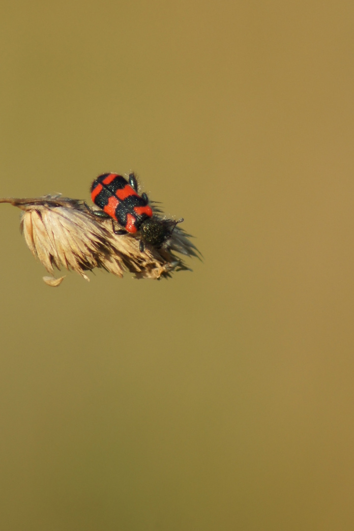 Ein Bett im Kornfeld...