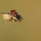 Ein Bett im Kornfeld...