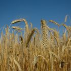 Ein Bett im Kornfeld