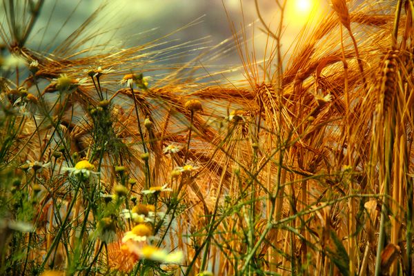Ein Bett im Kornfeld,