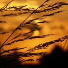 Ein Bett im Kornfeld