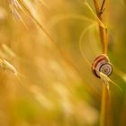 Ein Bett im Kornfeld