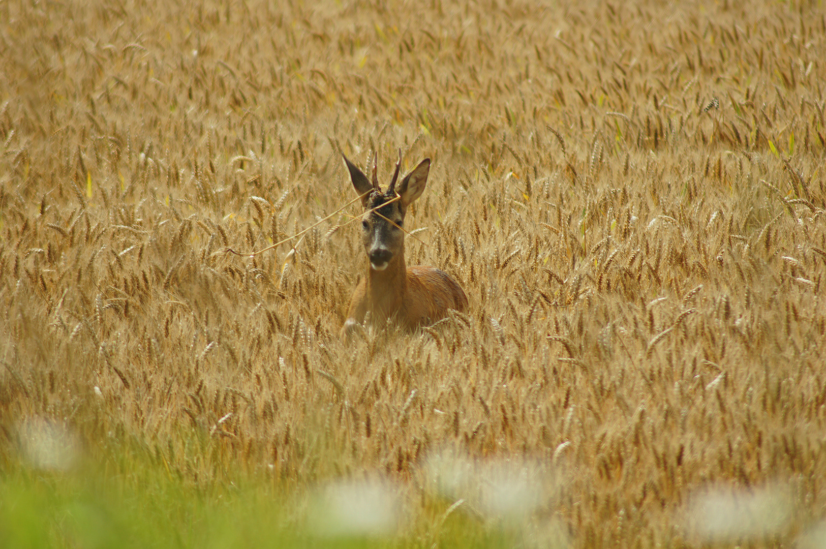 Ein Bett im Kornfeld