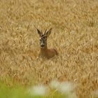 Ein Bett im Kornfeld