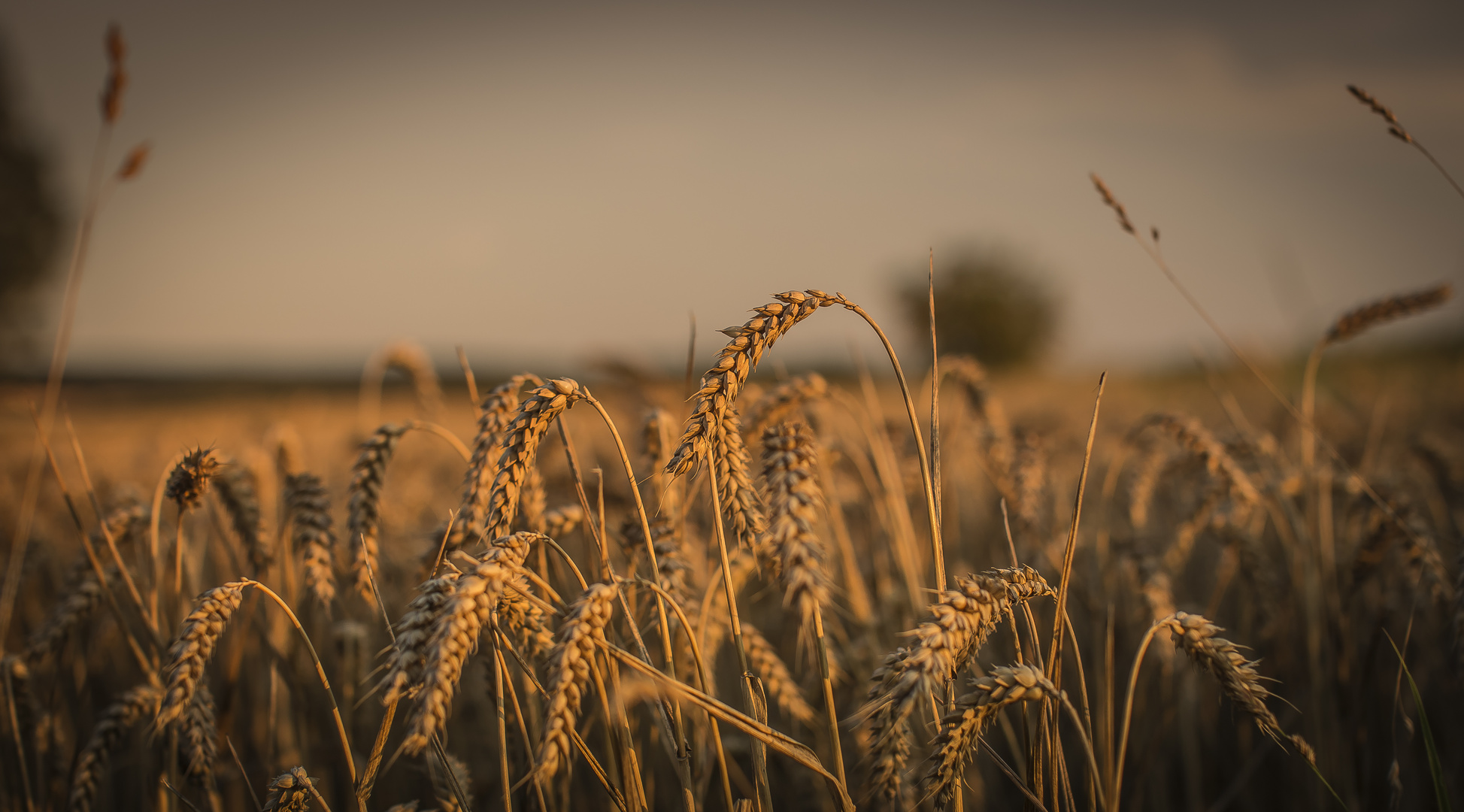 Ein Bett im Kornfeld