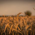 Ein Bett im Kornfeld