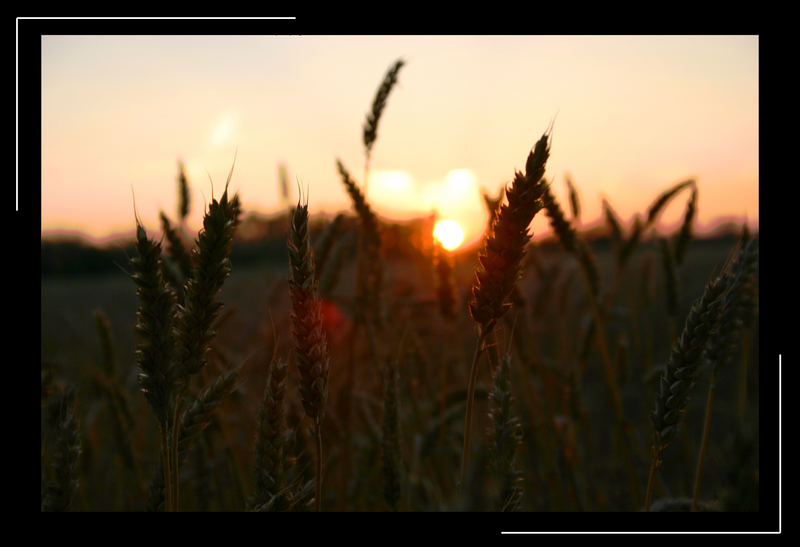 Ein Bett im Kornfeld