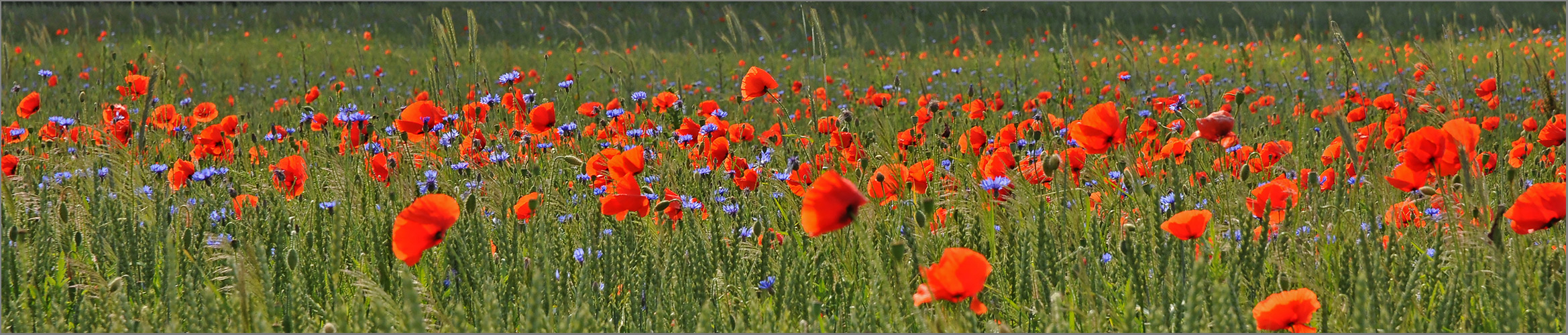 Ein Bett im Kornfeld   . . .