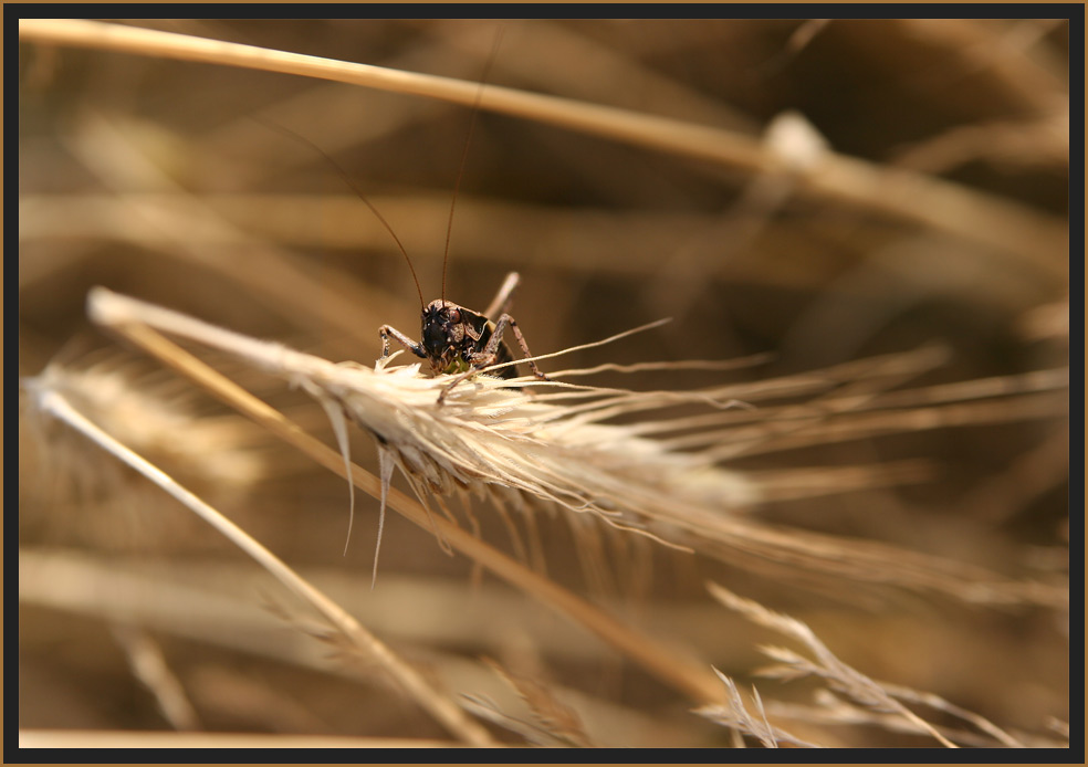 Ein Bett im Kornfeld