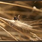 Ein Bett im Kornfeld