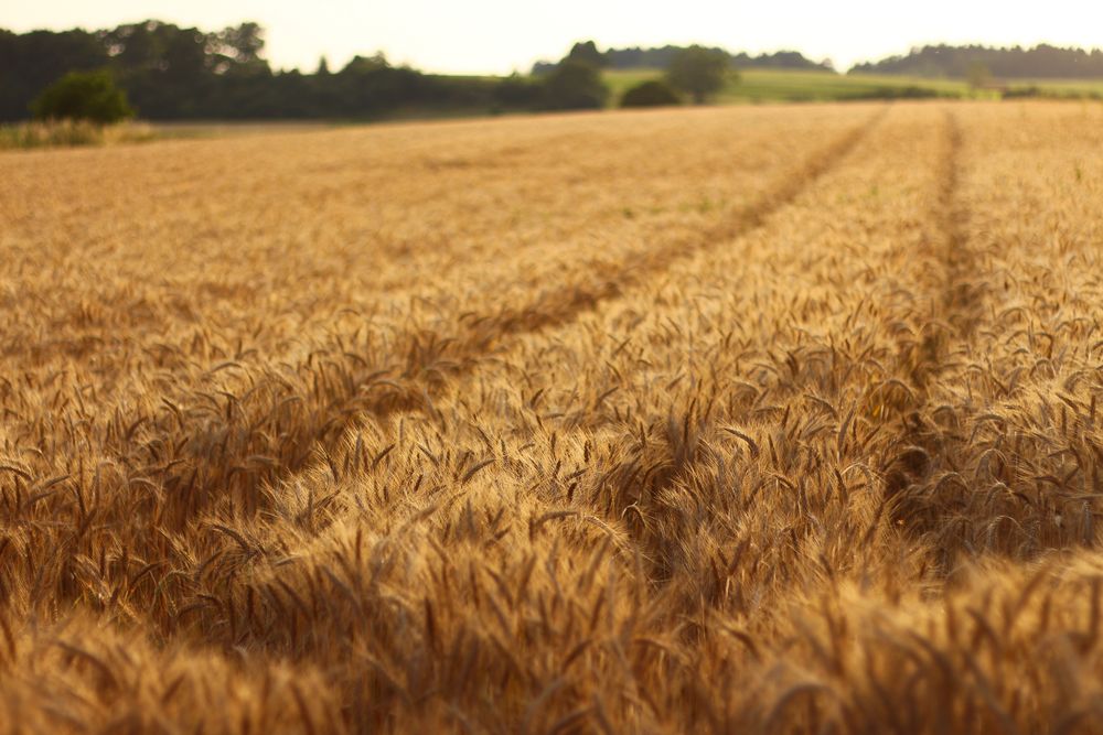 Ein Bett im Kornfeld