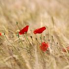 Ein Bett im Kornfeld