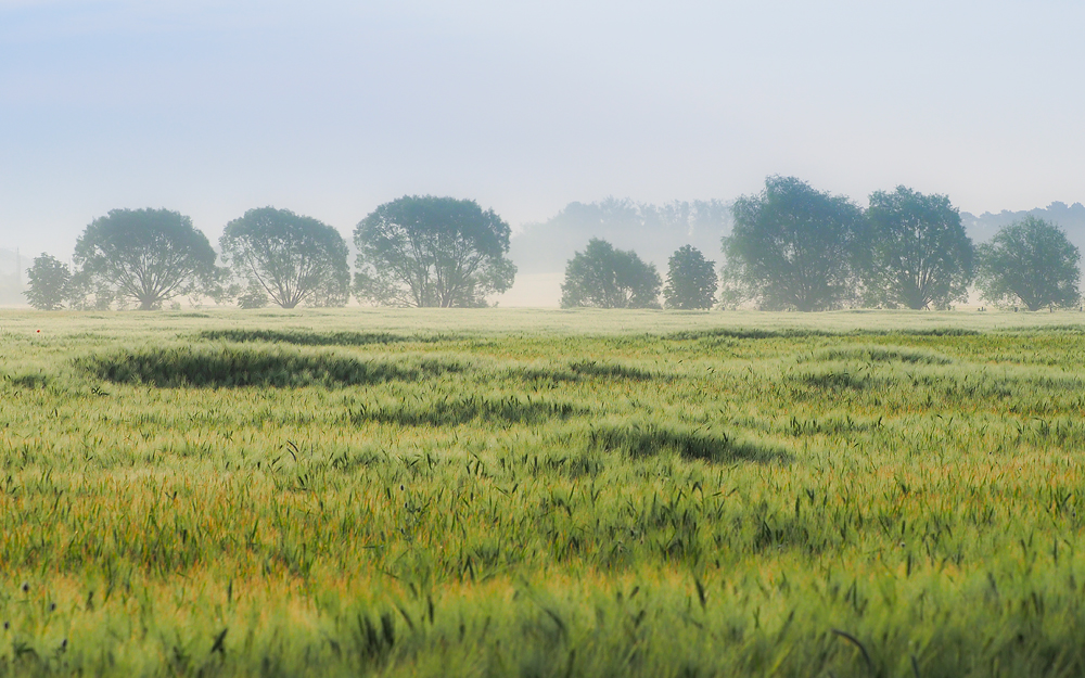 Ein Bett im Kornfeld