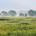 Ein Bett im Kornfeld