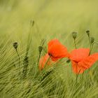 Ein Bett im Kornfeld