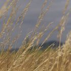 ein bett im kornfeld