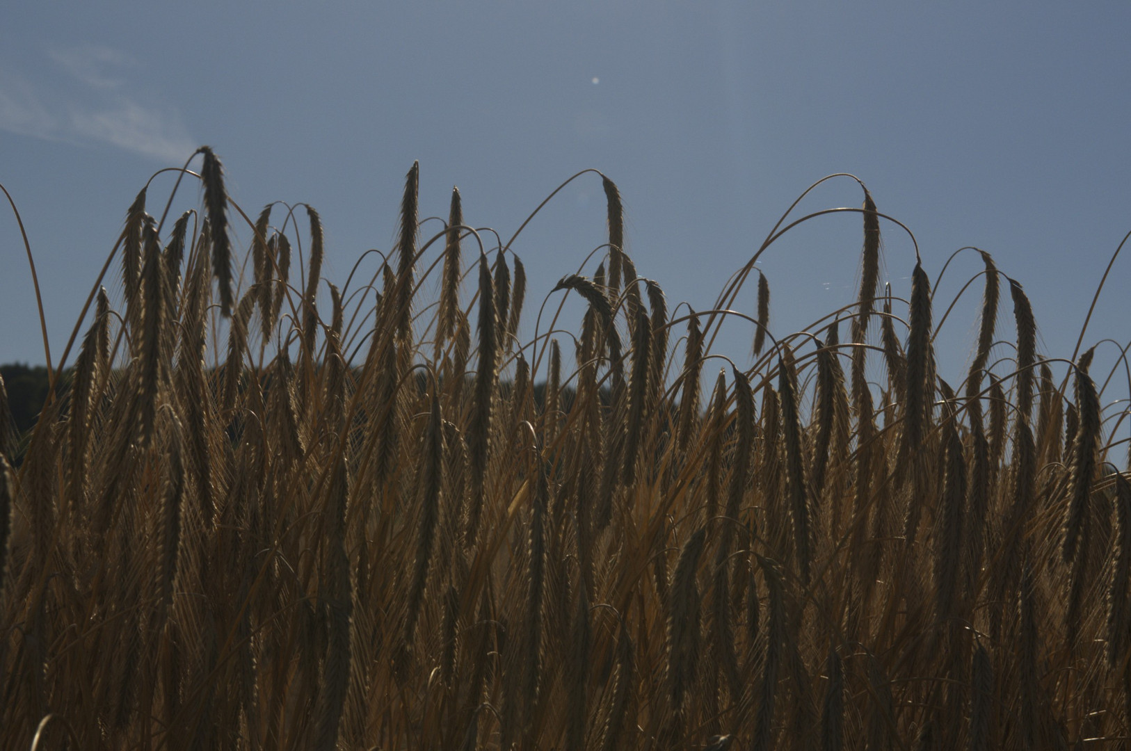 Ein Bett im Kornfeld ...