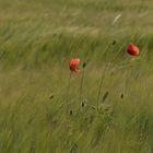 Ein Bett im Kornfeld.