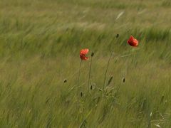 Ein Bett im Kornfeld.