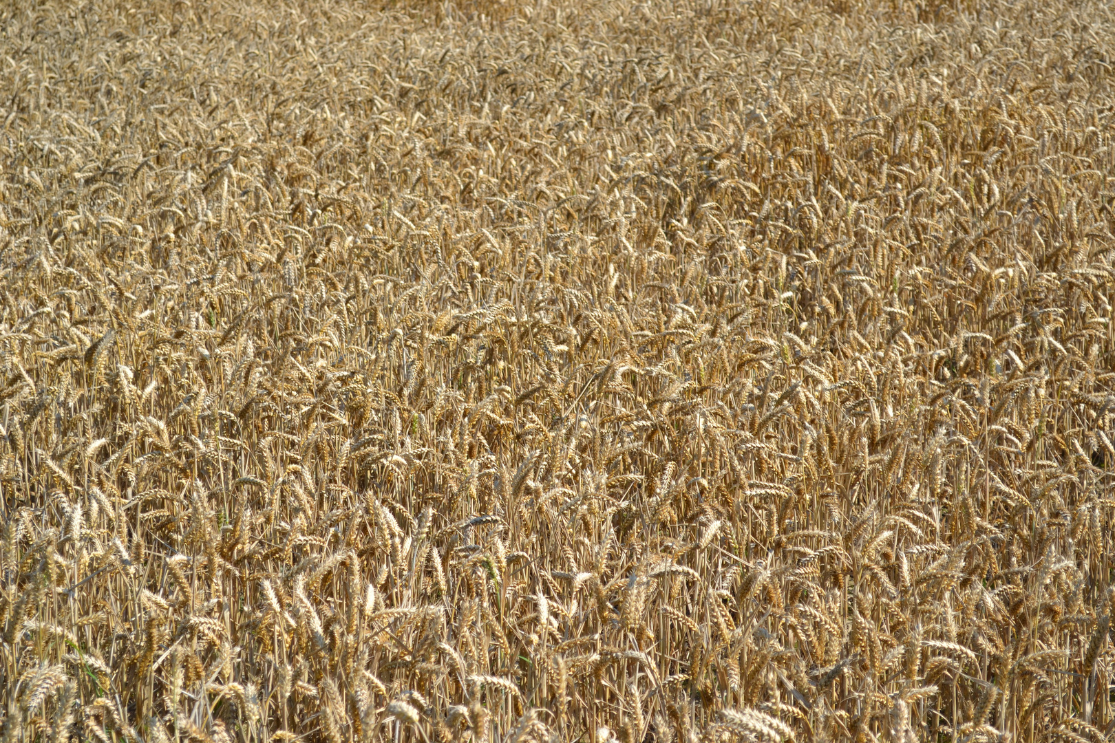 Ein Bett im Kornfeld,...