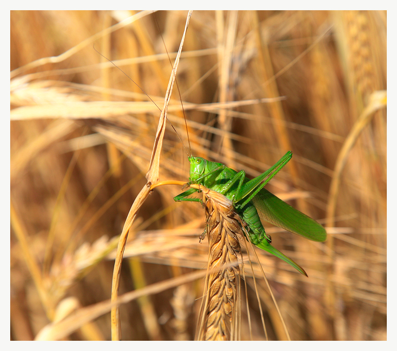 ...ein Bett im Kornfeld...