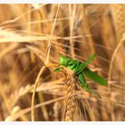 ...ein Bett im Kornfeld...