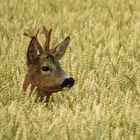 Ein Bett im Kornfeld