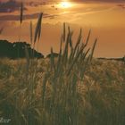 Ein Bett im Kornfeld