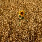 Ein Bett im Kornfeld