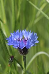 Ein Bett im Kornfeld