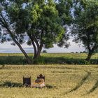 Ein Bett im Kornfeld