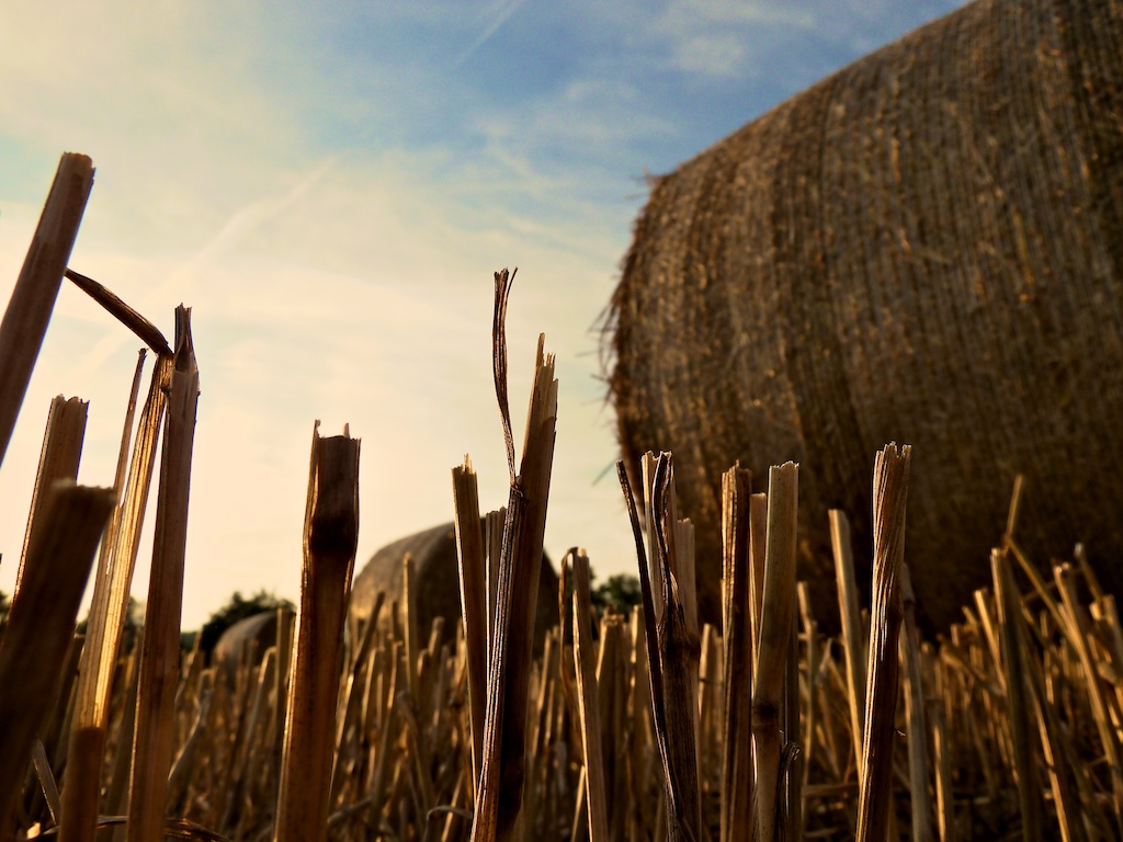 Ein Bett im Kornfeld