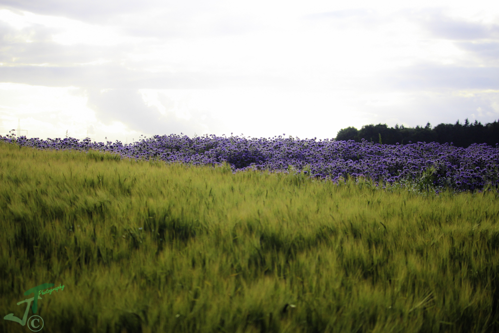 Ein Bett im Kornfeld...