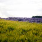 Ein Bett im Kornfeld...