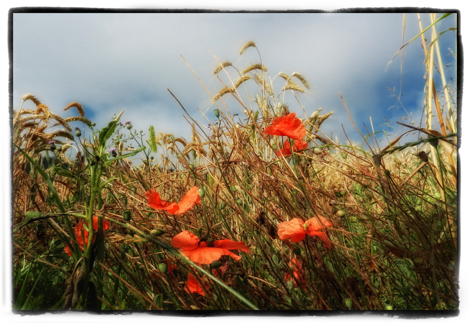 Ein Bett im Kornfeld