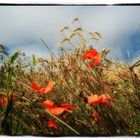 Ein Bett im Kornfeld