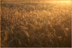 Ein Bett im Kornfeld ...